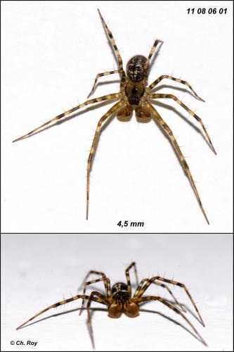 Réf. 75 348 : Labulla thoracica