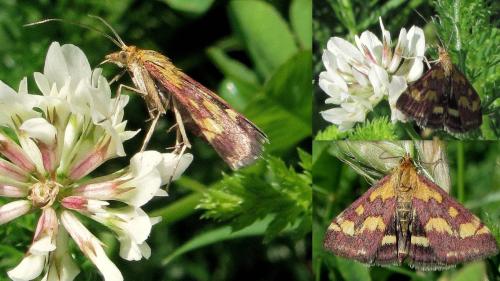 Pyrausta purpuralis