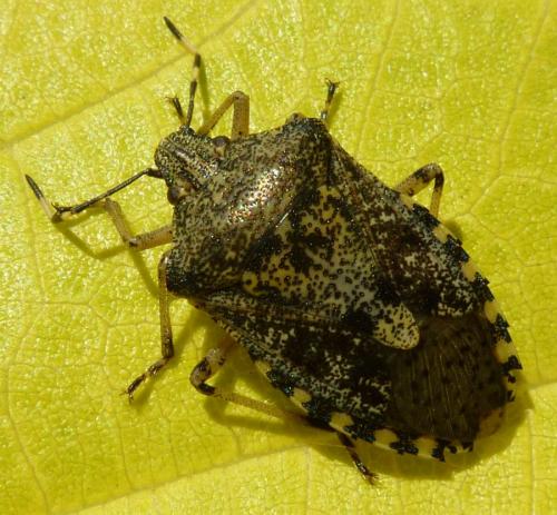 Rhaphigaster nebulosa