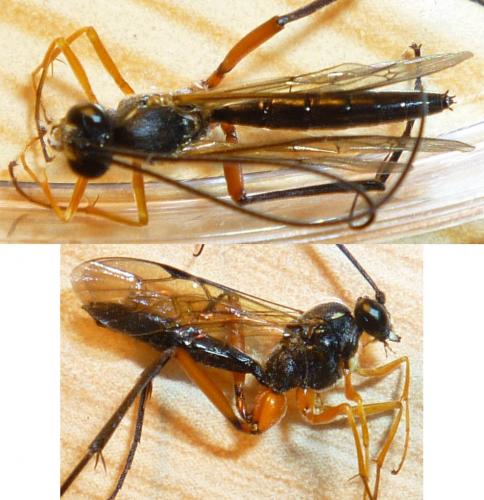 Réf. 75 513 : Exetastes sp.