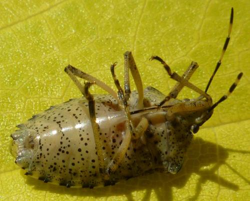 Rhaphigaster nebulosa