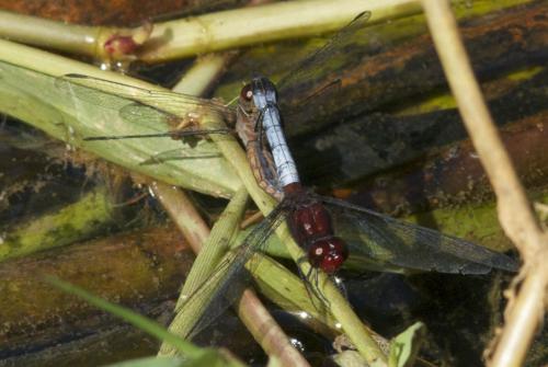 Réf. 75 476 : Erythrodiplax fusca