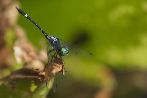 Réf. 75 477 : Dythemis multipunctata