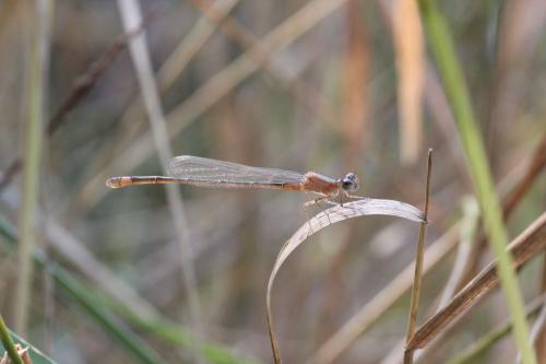 Réf. 75 397 : Ischnura genei