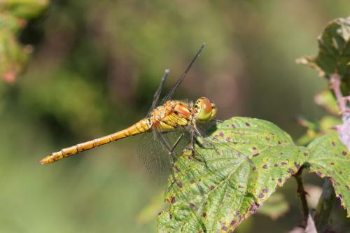 Sympetrum striolatum