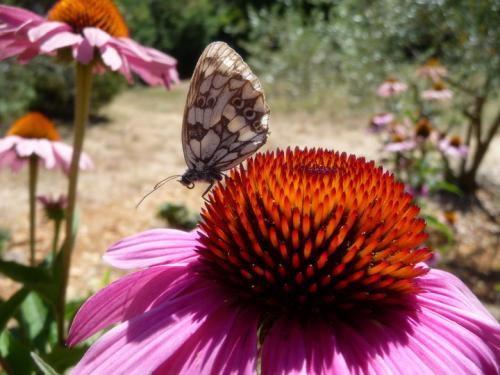 Melanargia sp.