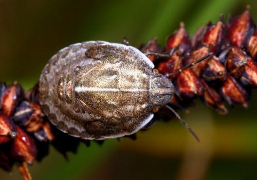 Odontotarsus purpureolineatus