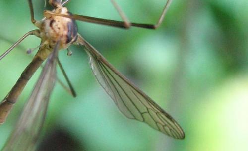 Cylindrotoma distinctissima