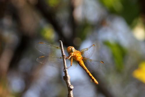 Orthetrum coerulescens