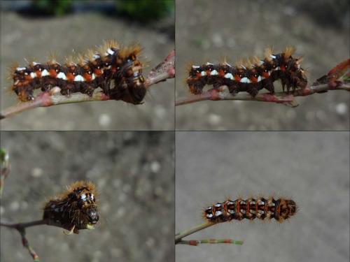 Acronicta rumicis