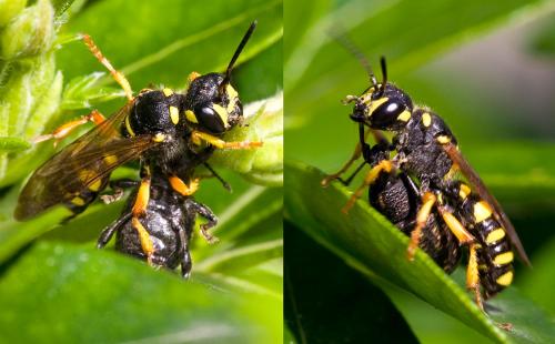Cerceris arenaria