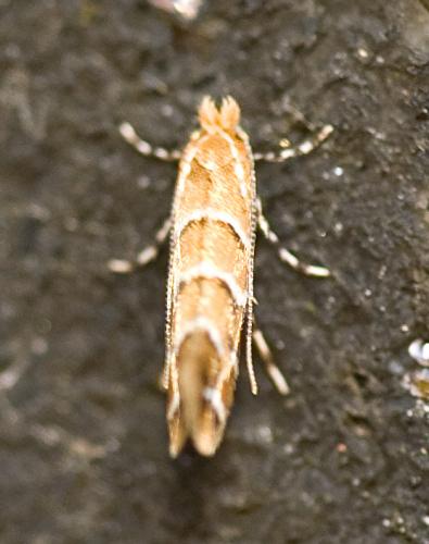 Réf. 75 697 : Cameraria ohridella