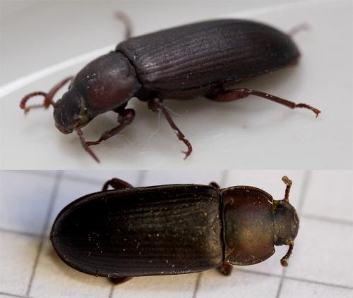 Réf. 75 845 : Tenebrio sp.