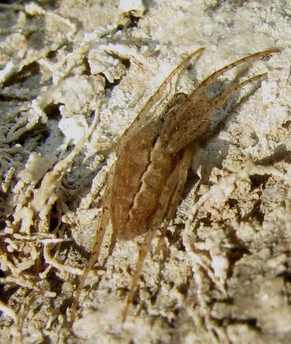 Réf. 75 126 : Larinia lineata