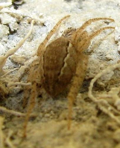 Réf. 75 127 : Larinia lineata