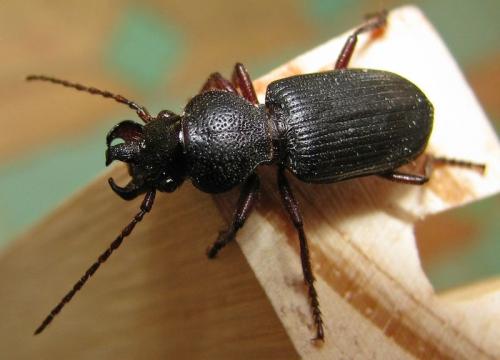 Réf. 75 124 : Ditomus calydonius