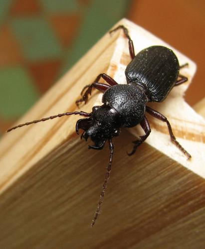 Réf. 75 125 : Ditomus calydonius