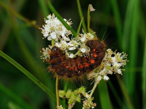 Réf. 75 329 : Acronicta menyanthidis