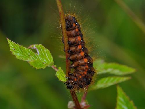 Réf. 75 330 : Acronicta menyanthidis