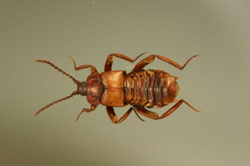Réf. 75 948 : Lomechusoides strumosus