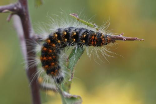 Acronicta auricoma
