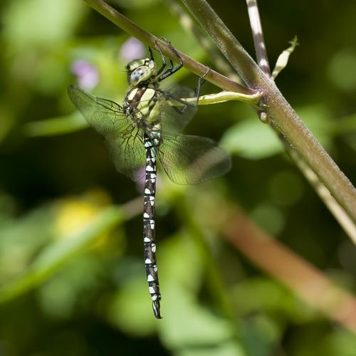 Aeshna cyanea