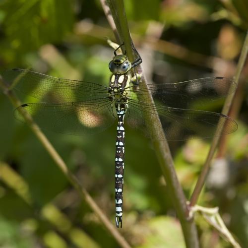 Aeshna cyanea