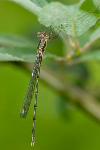 Chalcolestes viridis