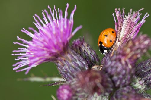 Coccinella septempunctata