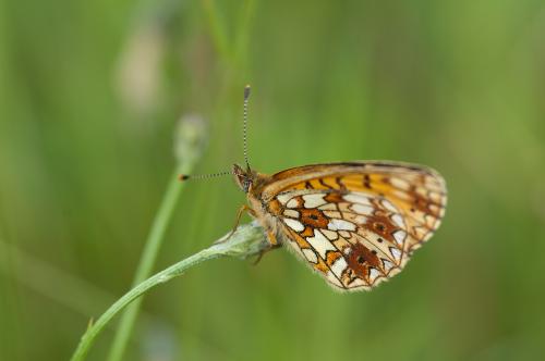 Boloria selene