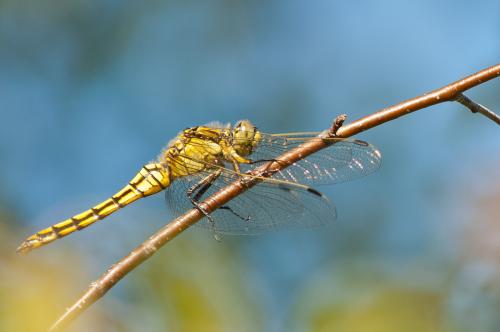 Orthetrum cancellatum