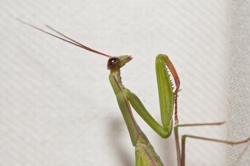 Réf. 75 925 : Mantis religiosa