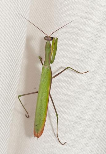 Réf. 75 924 : Mantis religiosa