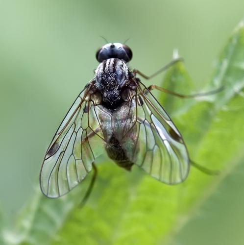 Chrysopilus cristatus