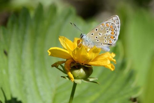 Polyommatus icarus