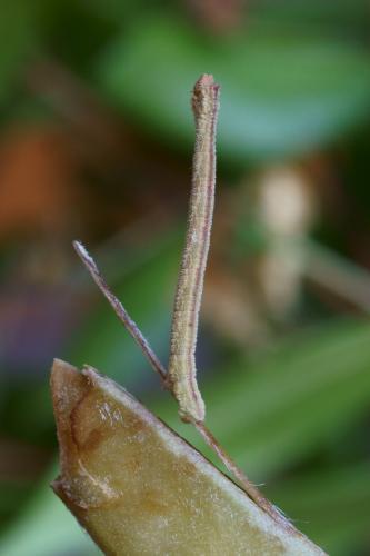 Phaiogramma etruscaria