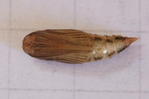Réf. 75 252 : Phaiogramma etruscaria