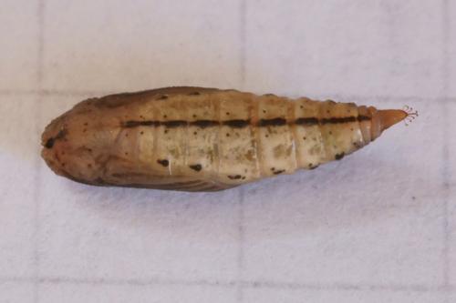 Phaiogramma etruscaria