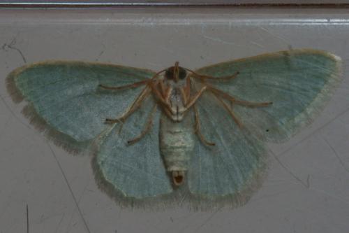 Réf. 75 254 : Phaiogramma etruscaria