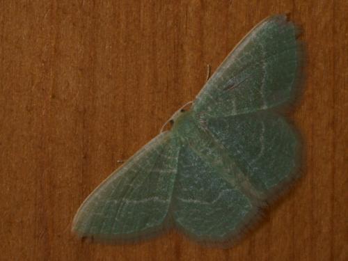 Réf. 75 255 : Phaiogramma etruscaria