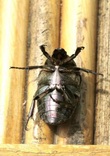 Réf. 75 864 : Potosia cuprea