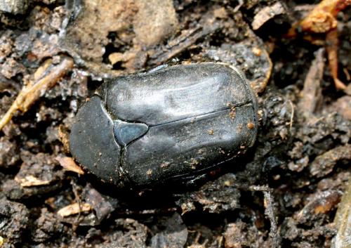 Potosia opaca