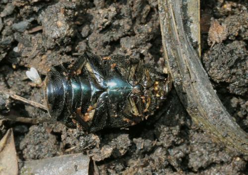 Potosia opaca