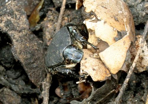 Potosia opaca