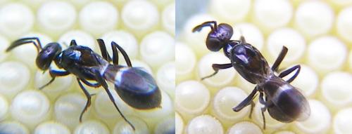 Réf. 75 182 : Anastatus bifasciatus