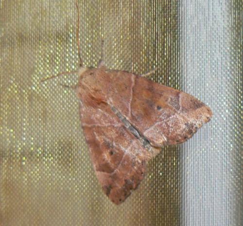 Cosmia trapezina