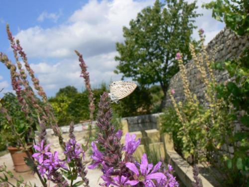 Leptotes pirithous