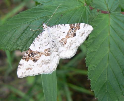 Réf. 75 017 : Xanthorhoe montanata
