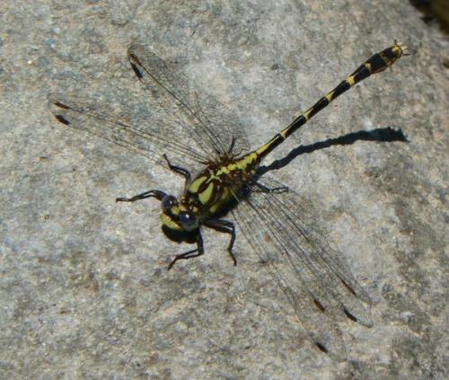Neogomphus sp.