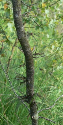 Chalcolestes viridis